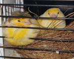 Mozaiek kanaries, Meerdere dieren