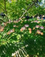 Albizia julibrissin, perzische slaapboom meerstammig, Tuin en Terras, Planten | Bomen, Ophalen, Zomer, Volle zon, Overige soorten