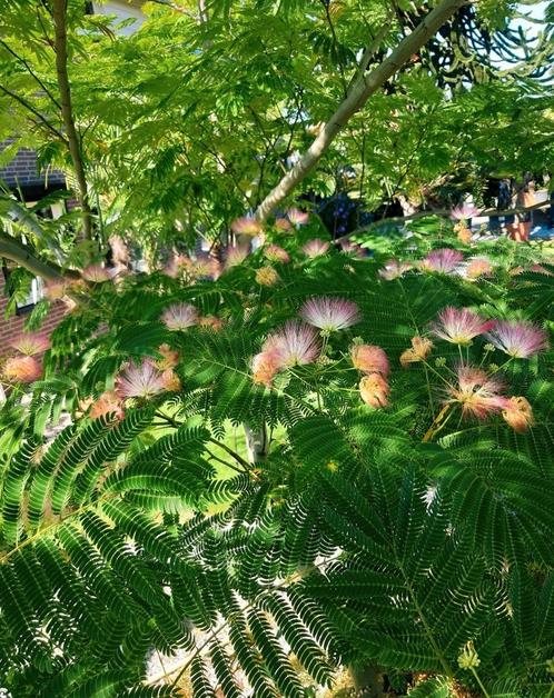Albizia julibrissin, perzische slaapboom meerstammig, Tuin en Terras, Planten | Bomen, Overige soorten, Volle zon, Zomer, Ophalen