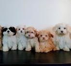 Mooie Boomer pups ShihTzu x Maltezer ️, Dieren en Toebehoren, Nederland, Overige rassen, CDV (hondenziekte), 8 tot 15 weken