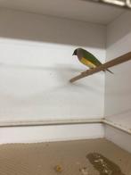 Te koop Gouldamadine, Dieren en Toebehoren, Vogels | Overige Vogels, Mannelijk
