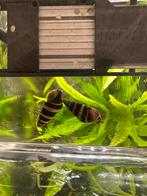 Volwassen Helena slakken, Dieren en Toebehoren, Vissen | Aquariumvissen, Slak of Weekdier, Zoetwatervis