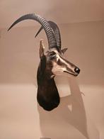 Opgezette Sable Antilope Kop, Verzamelen, Ophalen of Verzenden, Gebruikt, Wild dier, Gewei of Kop