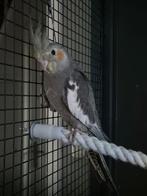 Valkparkiet man 2025, Mannelijk, Parkiet