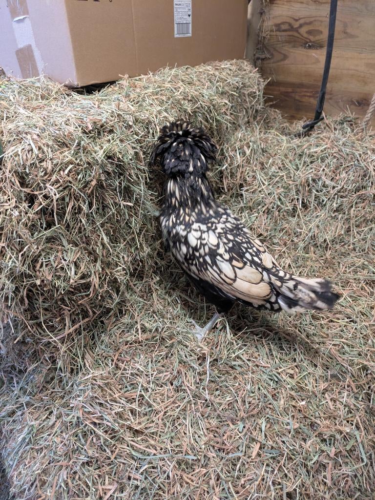 Padua en Padua krulveer, Dieren en Toebehoren, Pluimvee, Kip, Meerdere dieren