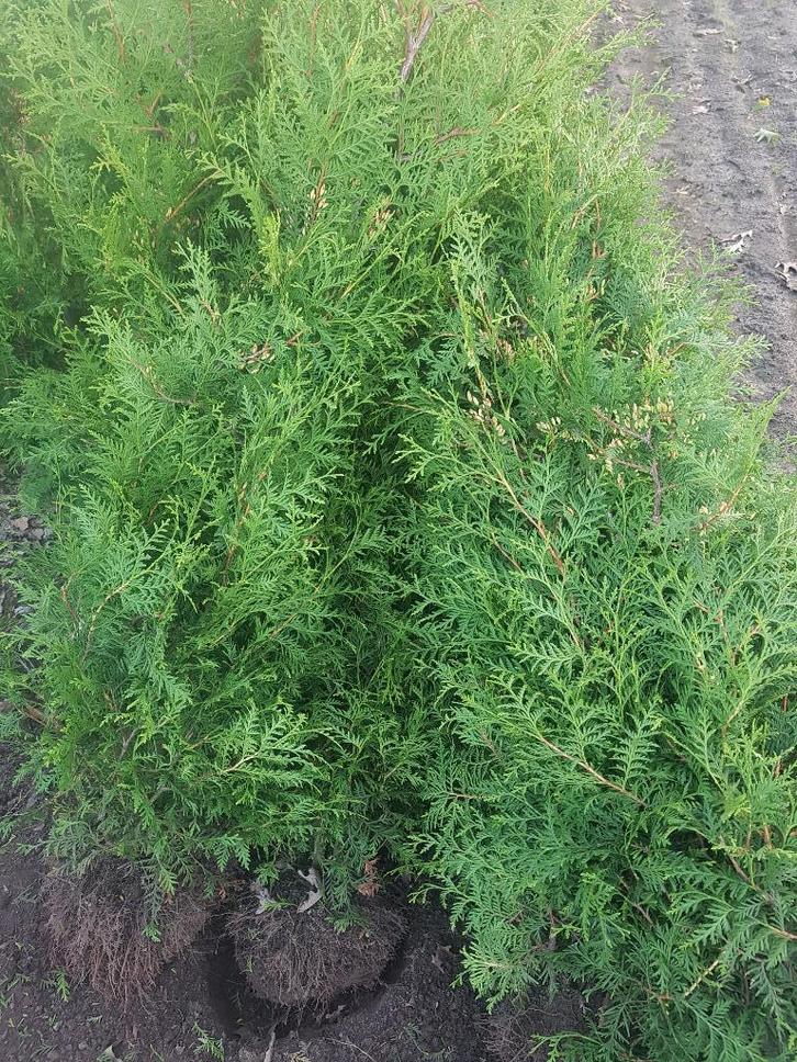 thuja brabant coniferen te koop, Tuin en Terras, Planten | Struiken en Hagen, Struik, Conifeer, 100 tot 250 cm, Ophalen