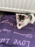 Poes europese korthaar, Poes