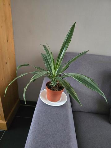 Groene Kamerplant in Pot beschikbaar voor biedingen