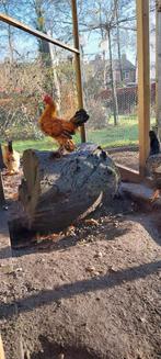 Sabelpoot kriel haan, Dieren en Toebehoren, Mannelijk, Kip