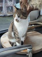 Leila mega sociale poes 2 jaar, Poes, Gechipt, 0 tot 2 jaar