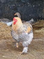 Hanen te koop, Marans, Brahma, easteregger, jonge brahma s, Dieren en Toebehoren, Pluimvee