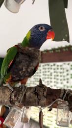 Lori van de blauwe bergen, Dieren en Toebehoren, Vogels | Parkieten en Papegaaien, Mannelijk, Papegaai