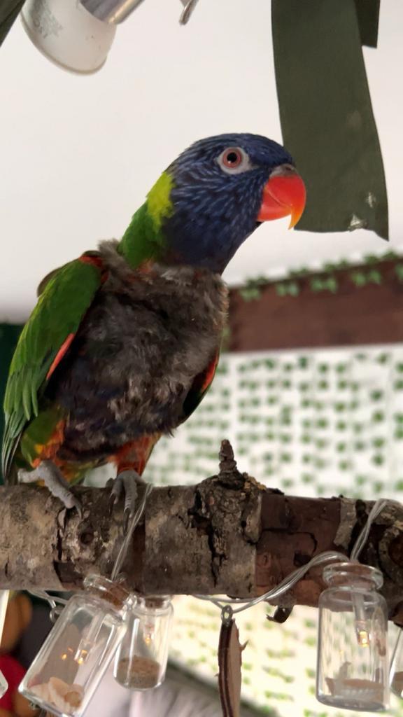 Lori van de blauwe bergen, Dieren en Toebehoren, Vogels | Parkieten en Papegaaien, Papegaai, Mannelijk
