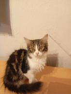 Kitten zoekt een nieuw huis, Dieren en Toebehoren, Katten en Kittens | Raskatten | Langhaar, Poes, Ontwormd, 0 tot 2 jaar