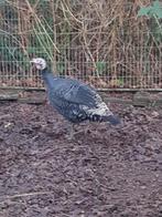 Kalkoenen haan, Mannelijk, Kalkoen