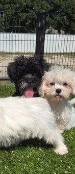 Te koop leuk e boomer pups, Dieren en Toebehoren, Honden | Niet-rashonden, Nederland, CDV (hondenziekte), 8 tot 15 weken, Meerdere