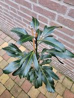 Pseudopanax lessonii 'Moas Toes', Tuin en Terras, Planten | Tuinplanten, Ophalen, Overige soorten, Volle zon