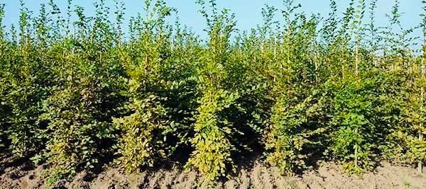 Haagbeuk “CARPINUS”, Tuin en Terras, Planten | Tuinplanten, Overige soorten, Volle zon, Ophalen of Verzenden