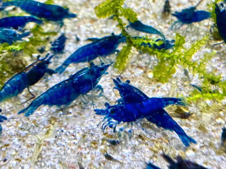 Blue Diamond Necaridina | Blaue granaaltjes, Dieren en Toebehoren, Vissen | Aquariumvissen, Kreeft, Krab of Garnaal