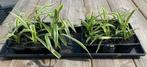 Mooie Graslelies (Chlorophytum comosum): eigen Kweek!, Ophalen, Overige soorten, Halfschaduw, Minder dan 100 cm