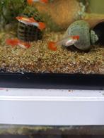 Mooie koi guppys, Dieren en Toebehoren, Vissen | Aquariumvissen, Vis