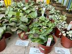 alle Hoya P12 voor €6. Per stuk, Ophalen of Verzenden, Overige soorten, Minder dan 100 cm