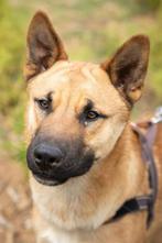 Bollicao, een lieve, vriendelijke, actieve, mooie knul..., Dieren en Toebehoren, Honden | Niet-rashonden, Particulier, Rabiës (hondsdolheid)