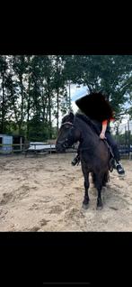 Grote maat shetlander ruin, Dieren en Toebehoren, Pony's, Ruin, A pony (tot 1.17m), Gechipt, 3 tot 6 jaar