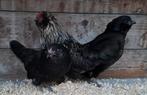 Antwerpse baardkrielen, Dieren en Toebehoren, Pluimvee, Meerdere dieren, Kip