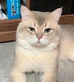 Simba Britse korthaar dekkater(niet te koop), Dieren en Toebehoren, Katten en Kittens | Dekkaters