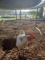 2 kippen wit samen 10 euro, Dieren en Toebehoren, Pluimvee, Vrouwelijk, Kip