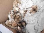 Jonge hangoor konijntjes., Dieren en Toebehoren, Konijnen, Geslacht onbekend, Middelgroot, Hangoor, 0 tot 2 jaar