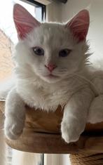 Neva Masquerade - siberische kitten, Dieren en Toebehoren, Katten en Kittens | Overige Katten, Kater