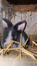 Mannetjes fluffy konijn, Dieren en Toebehoren, Konijnen, Mannelijk