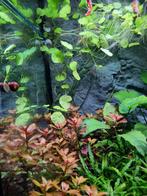 Braziliaanse klimop, Ophalen of Verzenden, Nieuw, Plant(en), Steen of Hout