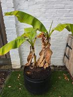 Bananenboom in pot, Tuin en Terras, Planten | Tuinplanten, Volle zon, Vaste plant, Ophalen of Verzenden, Bloeit niet
