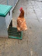 Te koop leg kippen, Dieren en Toebehoren, Vrouwelijk, Kip