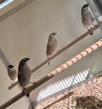 Ceresamadines koppels, Dieren en Toebehoren, Vogels | Overige Vogels, Meerdere dieren, Tropenvogel