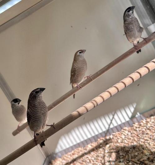 Ceresamadines koppels, Dieren en Toebehoren, Vogels | Overige Vogels, Tropenvogel, Meerdere dieren