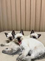 GESTREEPTE SIAMEES KITTENS (nog eentje over), Dieren en Toebehoren, Katten en Kittens | Raskatten | Korthaar, Poes, Gechipt, 0 tot 2 jaar