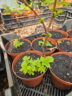 Gele framboos, bio planten., Ophalen, Minder dan 100 cm, Overige soorten, Zomer
