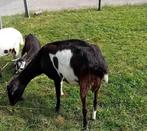 geit met jongen, Dieren en Toebehoren, Schapen, Geiten en Varkens, Meerdere dieren, Geit, 0 tot 2 jaar