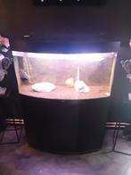 Aqarium, Dieren en Toebehoren, Vissen | Aquaria en Toebehoren, Ophalen, Gebruikt, Gevuld zoetwateraquarium