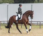 Allround instructie | paardrijles | dressuur | proefgericht, Diensten en Vakmensen, Dieren | Paarden | Verzorging, Oppas en Les