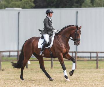 Allround instructie | paardrijles | dressuur | proefgericht beschikbaar voor biedingen