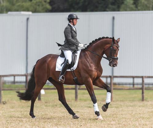Allround instructie | paardrijles | dressuur | proefgericht, Diensten en Vakmensen, Dieren | Paarden | Verzorging, Oppas en Les