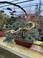 Laatste kans! 15 Bonsai in één koop voor €1750,-, Bloeit niet, Halfschaduw, Overige soorten, Minder dan 100 cm