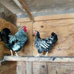 Wyandotte zilver/zwart gezoomd., Dieren en Toebehoren, Pluimvee, Meerdere dieren, Kip