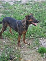 Lia is een vriendelijke, lieve hond, Particulier, Rabiës (hondsdolheid), 1 tot 2 jaar, Buitenland