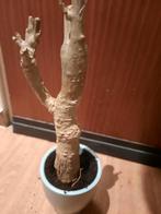 Adansonia digitata, Baobab tree, caudex plant, Huis en Inrichting, Kamerplanten, Verzenden, Overige soorten, Minder dan 100 cm
